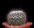 Нажмите на изображение для увеличения.

Название:	Mammillaria_gigantea_L1118.jpg
Просмотров:	128
Размер:	114.4 Кб
ID:	339563