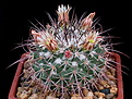 Нажмите на изображение для увеличения.

Название:	Mammillaria_gigantea_L1118_2011.jpg
Просмотров:	125
Размер:	183.7 Кб
ID:	339576