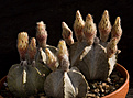 Нажмите на изображение для увеличения.

Название:	Astrophytum_coahuilense+.jpg
Просмотров:	147
Размер:	206.0 Кб
ID:	339612