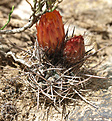 Нажмите на изображение для увеличения.

Название:	PyrrhocactusstraussianusVG-1402.jpg
Просмотров:	201
Размер:	105.6 Кб
ID:	339621