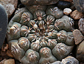 Нажмите на изображение для увеличения.

Название:	Gymnocalycium_stellatum_flavispinum_VG471+.jpg
Просмотров:	468
Размер:	184.6 Кб
ID:	339627