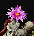 Нажмите на изображение для увеличения.

Название:	Turbinicarpus_pseudopectinatus.jpg
Просмотров:	185
Размер:	201.4 Кб
ID:	339667
