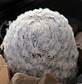Нажмите на изображение для увеличения.

Название:	Mammillaria_sanchez-mejoradae_.jpg
Просмотров:	141
Размер:	190.2 Кб
ID:	339676