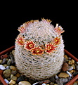 Нажмите на изображение для увеличения.

Название:	Mammillaria_egregia.jpg
Просмотров:	207
Размер:	89.7 Кб
ID:	339689