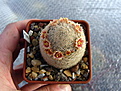 Нажмите на изображение для увеличения.

Название:	Mammillaria_egregia2.jpg
Просмотров:	229
Размер:	142.0 Кб
ID:	339690