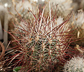 Нажмите на изображение для увеличения.

Название:	Sclerocactus_polyancistrus_VCCB007.jpg
Просмотров:	146
Размер:	208.2 Кб
ID:	339707