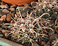 Нажмите на изображение для увеличения.

Название:	Coryphantha_scheeri_valida_SB138.jpg
Просмотров:	150
Размер:	204.6 Кб
ID:	339730