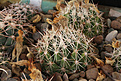 Нажмите на изображение для увеличения.

Название:	Coryphantha_sulcata_SB486.jpg
Просмотров:	153
Размер:	190.7 Кб
ID:	339731