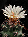 Нажмите на изображение для увеличения.

Название:	Coryphantha_scheeri_SB843_17.jpg
Просмотров:	150
Размер:	213.2 Кб
ID:	339732