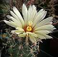 Нажмите на изображение для увеличения.

Название:	Coryphantha_scheeri_SB843-17.jpg
Просмотров:	149
Размер:	198.2 Кб
ID:	339733