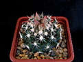 Нажмите на изображение для увеличения.

Название:	Coryphantha_sulcata_SB551_2009_06_22010.jpg
Просмотров:	156
Размер:	157.8 Кб
ID:	339736