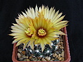 Нажмите на изображение для увеличения.

Название:	Coryphantha_sulcata_SB551_2009_0721176.jpg
Просмотров:	144
Размер:	160.9 Кб
ID:	339737