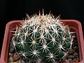 Нажмите на изображение для увеличения.

Название:	Coryphantha_sulcata_SB551_2010_12_20033.jpg
Просмотров:	152
Размер:	178.1 Кб
ID:	339738