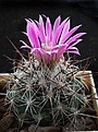 Нажмите на изображение для увеличения.

Название:	Coryphantha_delaetiana.jpg
Просмотров:	171
Размер:	195.2 Кб
ID:	339742