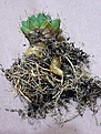 Нажмите на изображение для увеличения.

Название:	Coryphantha_maiz-tablasensis_SantaRita2010_04_27028.jpg
Просмотров:	163
Размер:	148.7 Кб
ID:	339746