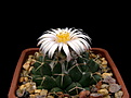 Нажмите на изображение для увеличения.

Название:	Coryphantha_maiz-tablasensis_SantaRita2013_07.jpg
Просмотров:	157
Размер:	95.7 Кб
ID:	339747
