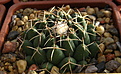 Нажмите на изображение для увеличения.

Название:	Coryphantha_maiz-tablasensis_SantaRita2013_12.jpg
Просмотров:	163
Размер:	181.4 Кб
ID:	339748
