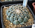 Нажмите на изображение для увеличения.

Название:	Coryphantha_maiz-tablasensis_SantaRita2012_03.jpg
Просмотров:	151
Размер:	194.9 Кб
ID:	339749