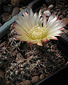 Нажмите на изображение для увеличения.

Название:	Pyrrhocactus_spec_kattermanii_aff_VG397.jpg
Просмотров:	143
Размер:	190.7 Кб
ID:	339758
