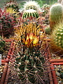 Нажмите на изображение для увеличения.

Название:	Pyrrhocactus_katterman_VG06-397_2013_08_16065.jpg
Просмотров:	151
Размер:	119.9 Кб
ID:	339766