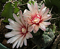 Нажмите на изображение для увеличения.

Название:	Gymnocalycium_morroense_GN81-3913_Sa_del_Morro_SL.jpg
Просмотров:	447
Размер:	221.7 Кб
ID:	339767