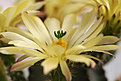 Нажмите на изображение для увеличения.

Название:	Echinocereus_subinermis.jpg
Просмотров:	149
Размер:	191.0 Кб
ID:	339773
