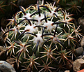 Нажмите на изображение для увеличения.

Название:	Coryphantha_tripugionacantha.jpg
Просмотров:	137
Размер:	193.3 Кб
ID:	339776