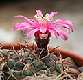 Нажмите на изображение для увеличения.

Название:	Gymnocalycium__tillianumVG1127.jpg
Просмотров:	405
Размер:	228.8 Кб
ID:	339778