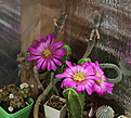 Нажмите на изображение для увеличения.

Название:	Echinocereus_morricalii.jpg
Просмотров:	146
Размер:	195.5 Кб
ID:	339783