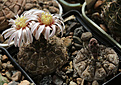 Нажмите на изображение для увеличения.

Название:	Gymnocalycium_riojense_VG400.jpg
Просмотров:	460
Размер:	184.6 Кб
ID:	339784