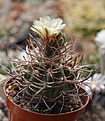 Нажмите на изображение для увеличения.

Название:	Gymnocalycium_coloradense_VG401.jpg
Просмотров:	458
Размер:	183.2 Кб
ID:	339785