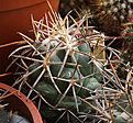 Нажмите на изображение для увеличения.

Название:	Coryphantha_poselgeriana_valida_Villa_Real-Viesca_Coah.jpg
Просмотров:	142
Размер:	213.6 Кб
ID:	339796