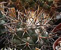 Нажмите на изображение для увеличения.

Название:	Coryphantha_poselgeriana_valida_Villa_Real-Viesca_Coah_.jpg
Просмотров:	145
Размер:	200.5 Кб
ID:	339797