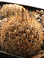 Нажмите на изображение для увеличения.

Название:	Coryphantha_potosiana_PAR15.jpg
Просмотров:	145
Размер:	198.6 Кб
ID:	339798