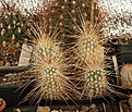 Нажмите на изображение для увеличения.

Название:	Echinocereus_apachensis_Fish_Creek.jpg
Просмотров:	147
Размер:	211.9 Кб
ID:	339799