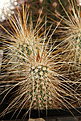 Нажмите на изображение для увеличения.

Название:	Echinocereus_apachensis_Fish_Creek+.jpg
Просмотров:	142
Размер:	198.6 Кб
ID:	339800