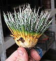 Нажмите на изображение для увеличения.

Название:	Agave_parviflora.jpg
Просмотров:	355
Размер:	121.6 Кб
ID:	339804