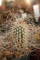 Нажмите на изображение для увеличения.

Название:	Echinocereus_delaetii_Sierra_de_la_Paila_Coah_.jpg
Просмотров:	141
Размер:	178.1 Кб
ID:	339808