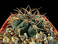 Нажмите на изображение для увеличения.

Название:	Gymnocalycium_tillianum_VG643.jpg
Просмотров:	150
Размер:	241.7 Кб
ID:	339830