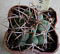 Нажмите на изображение для увеличения.

Название:	Gymnocalycium_.jpg
Просмотров:	149
Размер:	244.1 Кб
ID:	339835