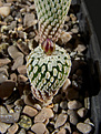 Нажмите на изображение для увеличения.

Название:	Turbinicarpus_pseudopectinatus_v_jarmillae.jpg
Просмотров:	155
Размер:	246.9 Кб
ID:	339840