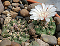 Нажмите на изображение для увеличения.

Название:	Gymnocalycium_kroenleinii_aff_VG1039_sierra_Quinteros_LR_1451m.jpg
Просмотров:	414
Размер:	208.8 Кб
ID:	339855