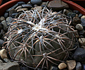 Нажмите на изображение для увеличения.

Название:	Gymnocalycium_spegazzinii_VG747.jpg
Просмотров:	242
Размер:	189.8 Кб
ID:	339878