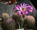 Нажмите на изображение для увеличения.

Название:	Echinocereus_rigidissimus_MAO0119-.jpg
Просмотров:	193
Размер:	182.0 Кб
ID:	339907