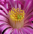 Нажмите на изображение для увеличения.

Название:	Echinocereus_pulshellus_amoenus_fl.jpg
Просмотров:	185
Размер:	203.3 Кб
ID:	339908