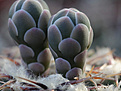 Нажмите на изображение для увеличения.

Название:	Gymnocalycium_stellatum.jpg
Просмотров:	278
Размер:	235.3 Кб
ID:	339911