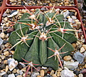 Нажмите на изображение для увеличения.

Название:	Ferocactus_macrodiscus.jpg
Просмотров:	220
Размер:	168.7 Кб
ID:	339922