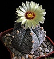 Нажмите на изображение для увеличения.

Название:	Astrophytum v 5ribs.JPG
Просмотров:	149
Размер:	173.1 Кб
ID:	339950