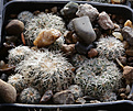 Нажмите на изображение для увеличения.

Название:	Gymnocalycium_bruchi_VG271_Santa_Monica_Cord_961m.jpg
Просмотров:	448
Размер:	203.4 Кб
ID:	339961