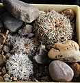 Нажмите на изображение для увеличения.

Название:	Gymnocalycium_bruchi_VG1074_El_Durazno_Cord_1171m.jpg
Просмотров:	446
Размер:	174.9 Кб
ID:	339962